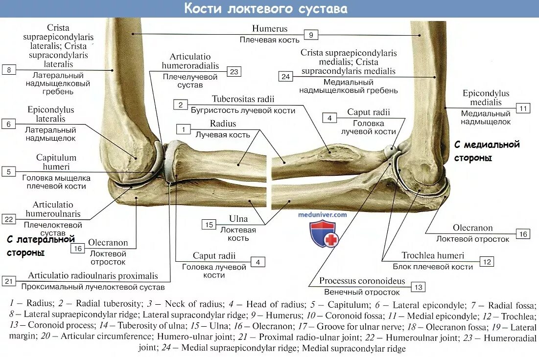 Кости предплечья локтевая кость кость анатомия. Локтевой сустав костная анатомия строение. Локоть кость строение. Локтевой отросток лучевой кости анатомия. Локтевого мыщелка