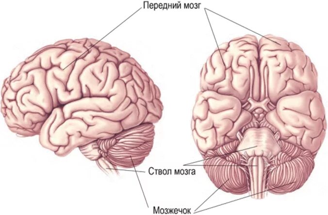 Структуры переднего мозга. Строение переднего мозга человека. Мозг фронтально. Строение мозга передний мозг.