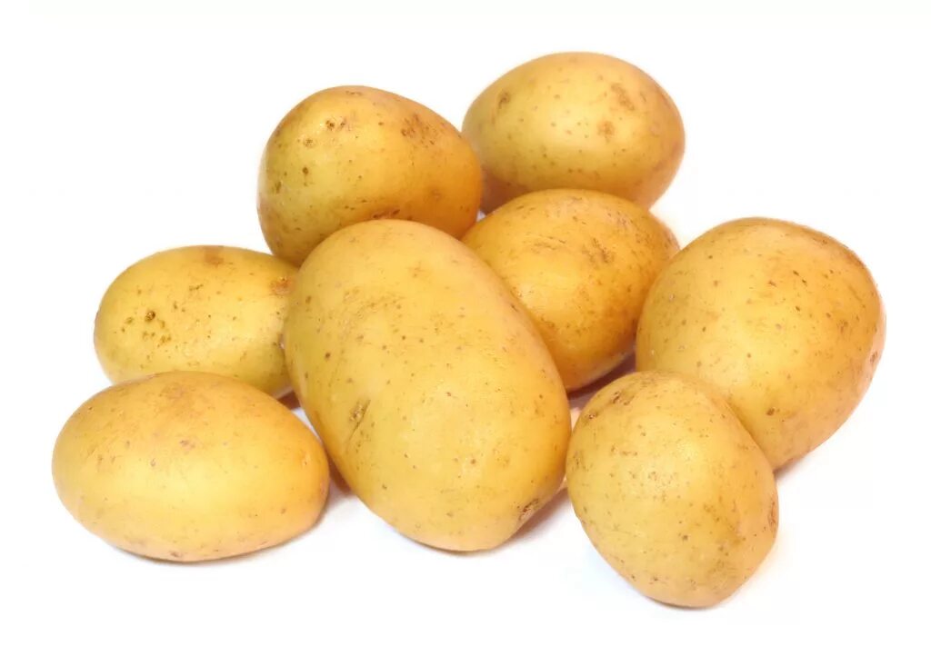 Картофель джелли описание сорта. Картофель семенной джелли. сорт картофеля джелли. сорт джелли картофель характеристика.