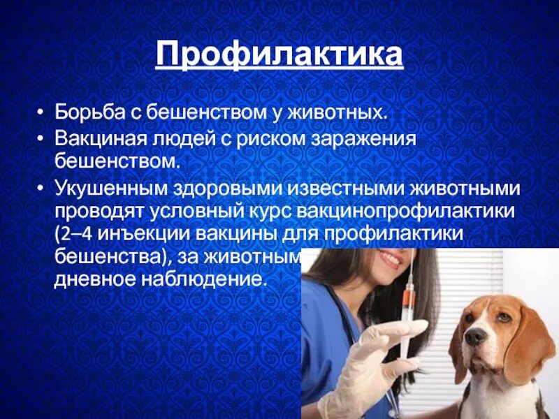 Профилактика бешенства. Профилактика бешенства у людей. профилактика бешенства у животных. специфическая профилактика бешенства.