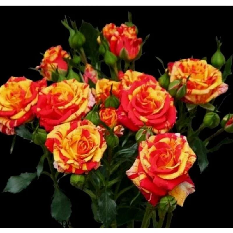 Роза спрей файер флеш. Роза спрей файер флеш. Роза файер флэш флорибунда. Роза файер кинг. Роза спрей файер флеш.