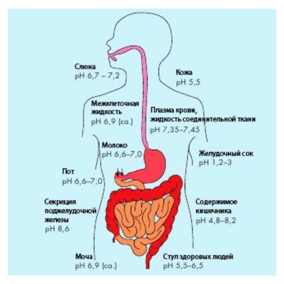 Кислотность пищеварительной системы. РН среды различных отделов пищеварительного тракта. PH В организме человека. PH среда в организме человека.