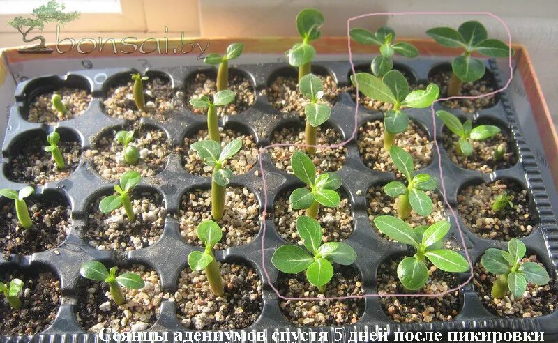 Адениум бум посев семян. Пикировка адениумов сеянцев. Подкормка сеянцев адениума. Адениум первая пикировка. Пикировка адениума.