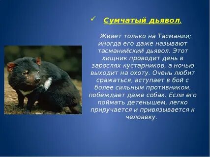 Животные австралии сообщение