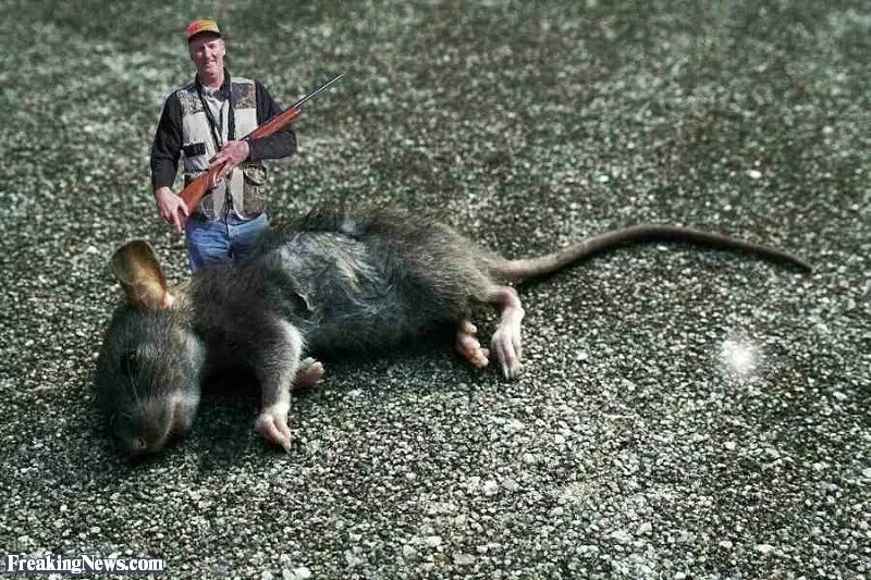 Magawa the Rat dubbed a 'hero' for record breaking Cambodia landmine detection d