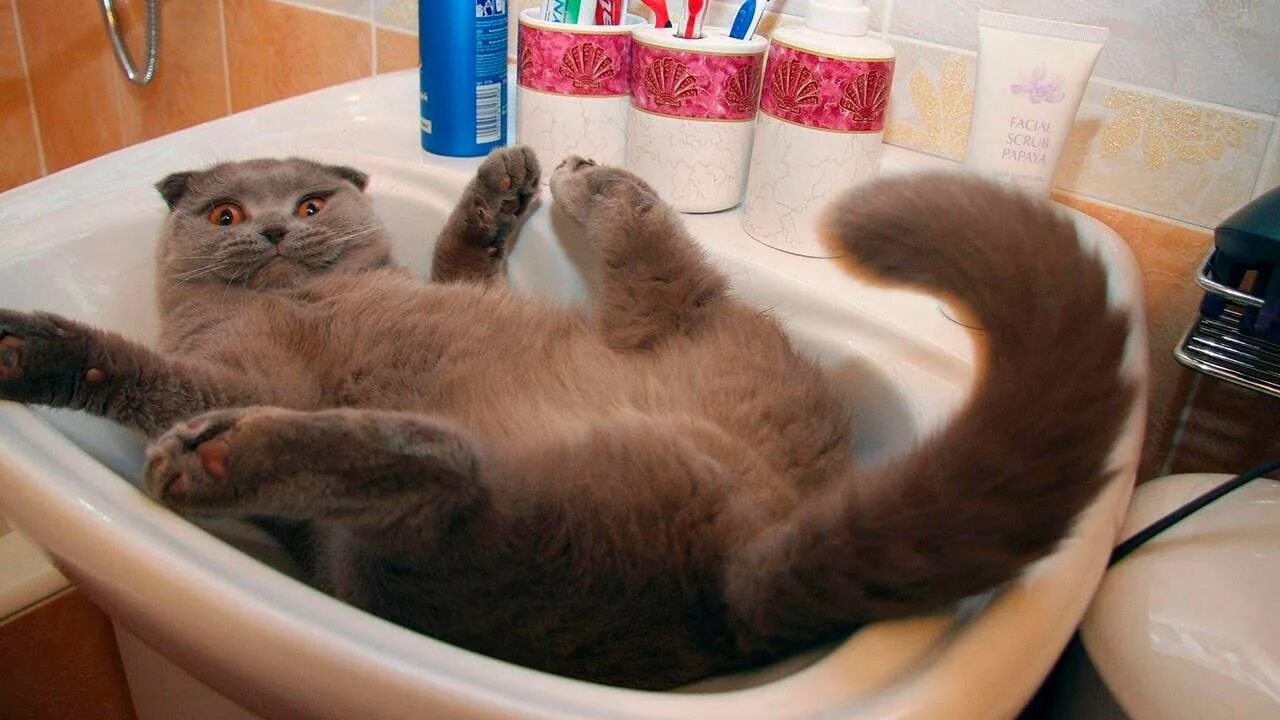 Прикол. Котики приколы. Прикольные картинки котиков. Кот в ванне. Смешное про животных без озвучки