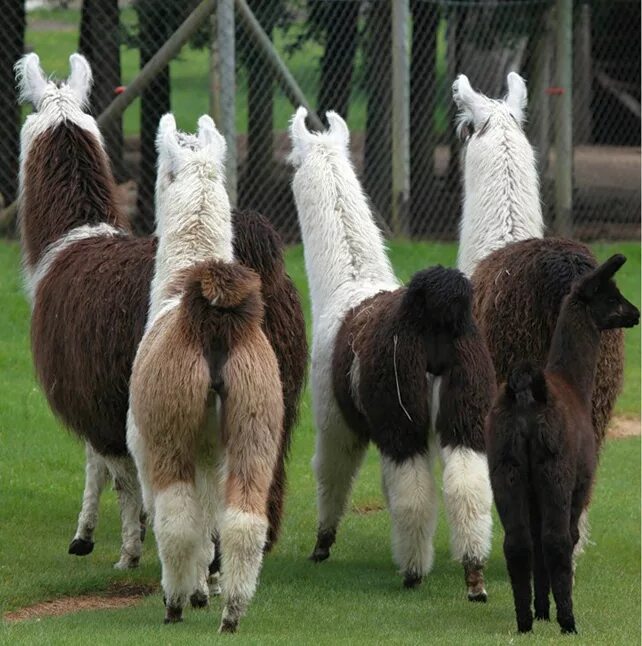 альпака сури и уакайа. лама гуанако. альпака викунья лама. лама животное. южная америка лама альпака.
