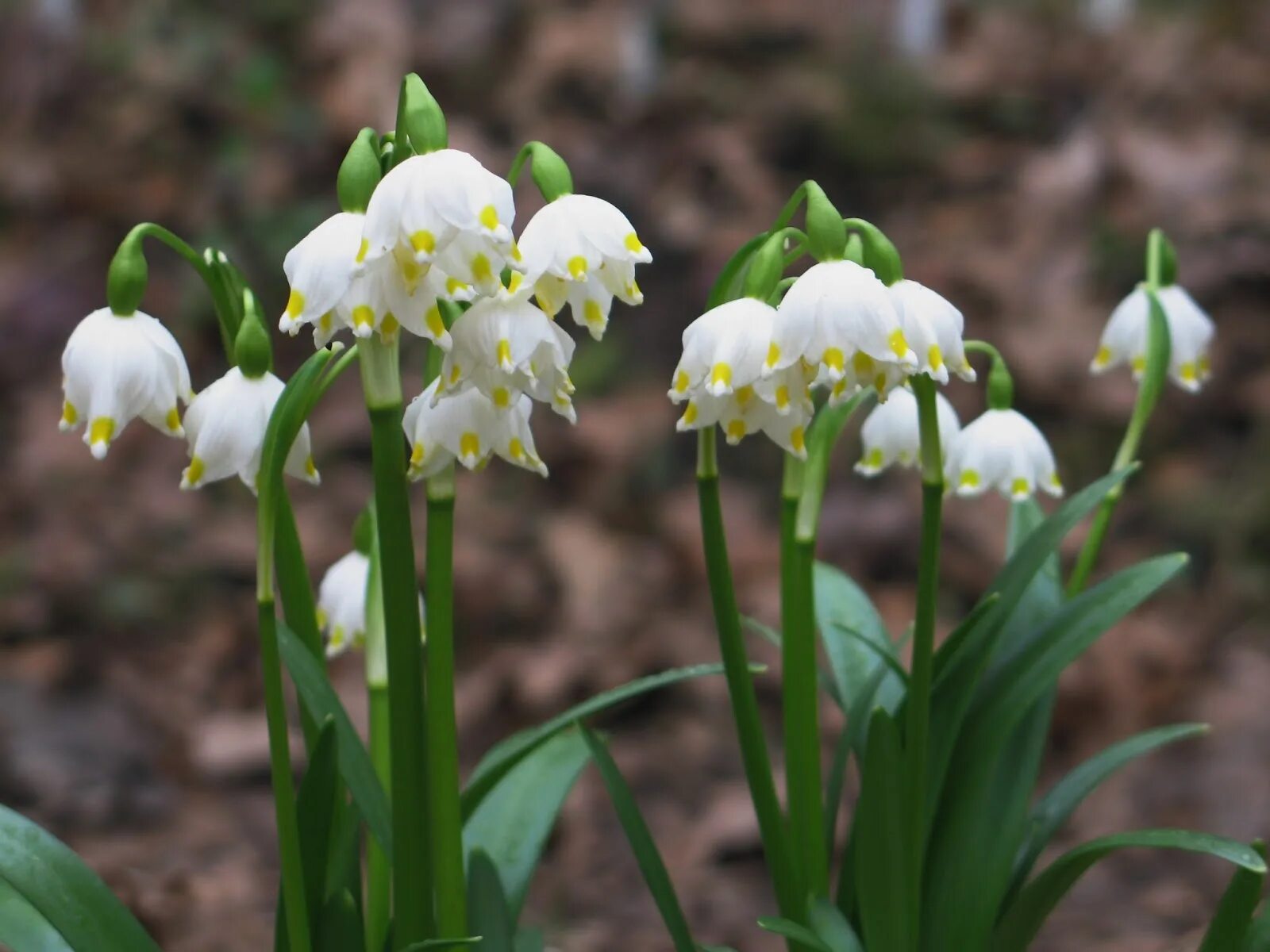 луковичные многолетники первоцветы. примула дентикулята сиреневый. первоцветы фото с названиями садовые многолетние. первоцветы фото с названиями садовые многолетние. белоцветник гравети джайнт.