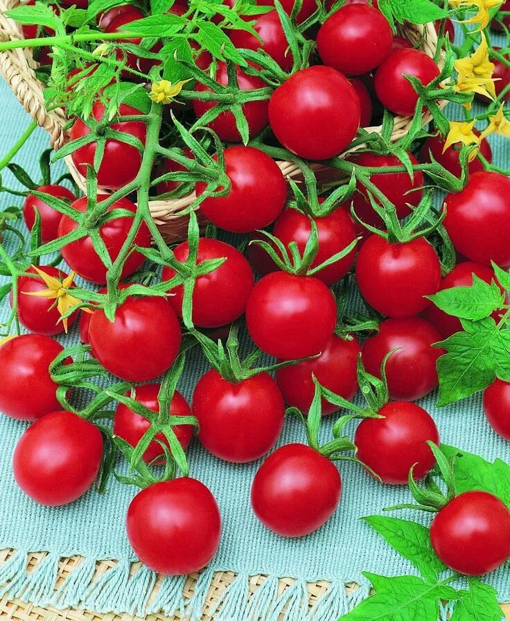 Tomato grow