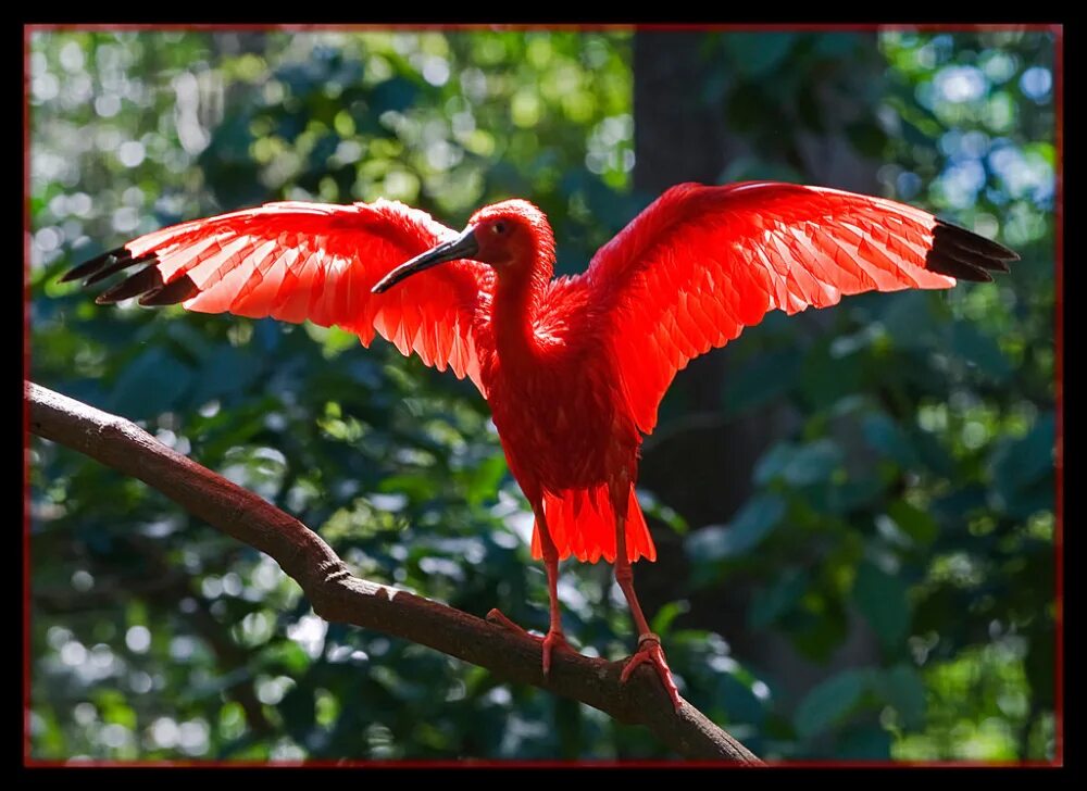 Красный Ибис птица. Птица алый Ибис. Красный Ибис Галапагосские острова. Красный Ибис Южная Америка.