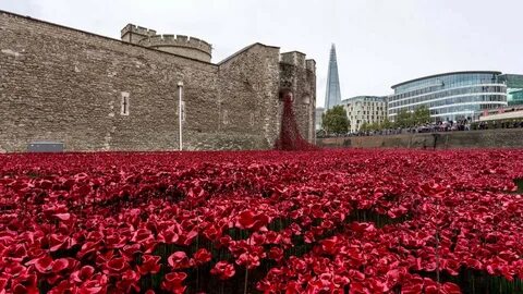 Poppy day