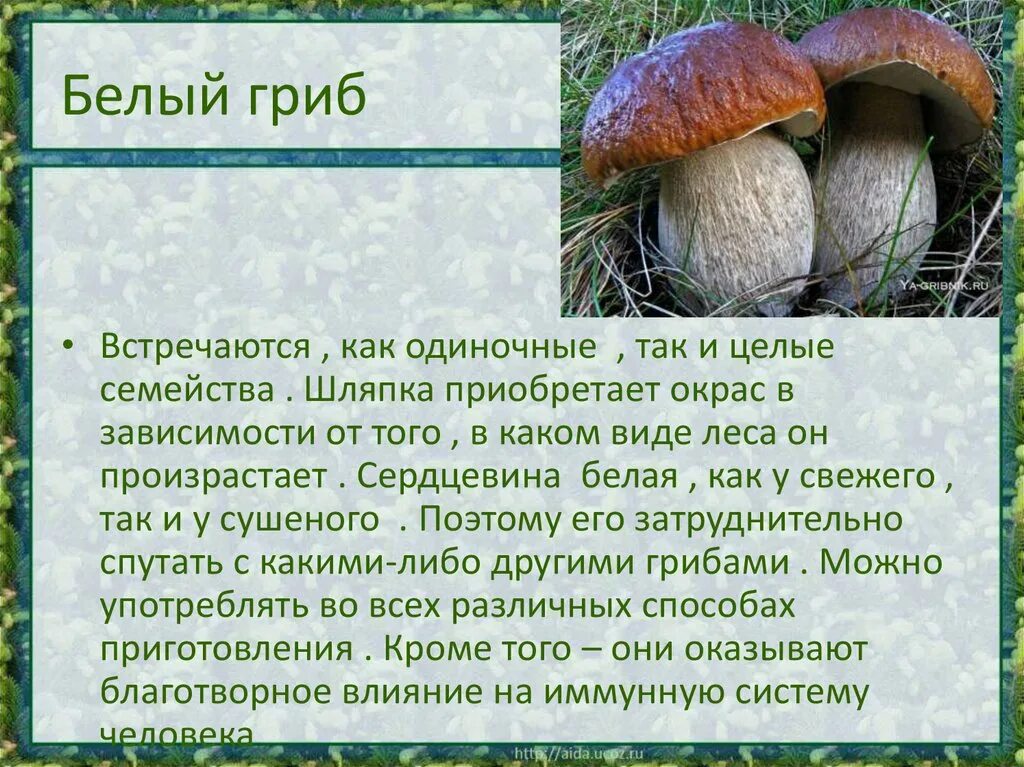 Информация про грибы. Грибы картинки с описанием. Грибы описание. Грибы красной книги. Белый гриб описание.