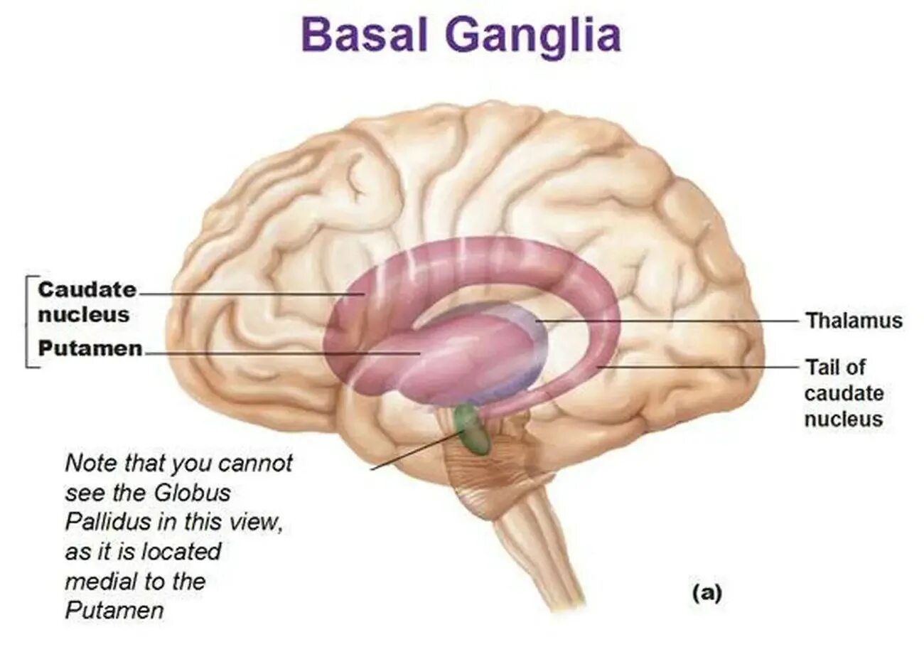 Базальные ганглии мозга. Путамен (базальные ганглии). Таламус и базальные ганглии. Гиппокамп и базальные ганглии. Базальные ганглии анатомия.