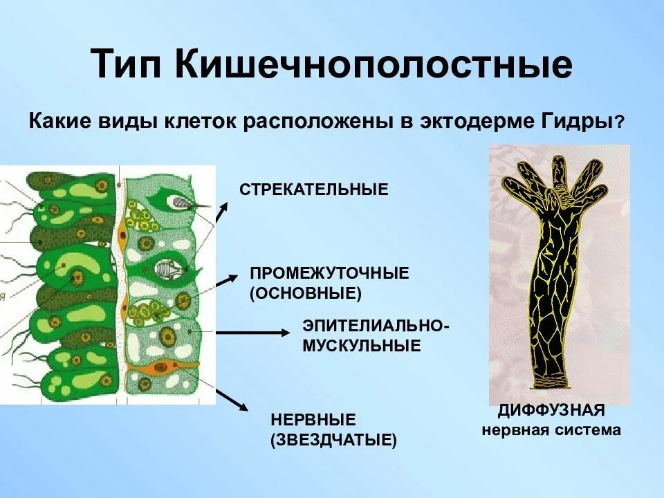Типы клеток эктодермы гидры. Клетки эктодермы кишечнополостных 7 класс. тип кишечнополостные эктодерма. тип кишечнополостные 7 класс. тип кишечнополостные гидра.