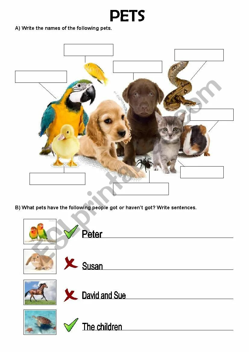 I have got a Pet Worksheets. Have you got a Pet Worksheets. Have got has got Pet Worksheet. I have a Pet Worksheet.