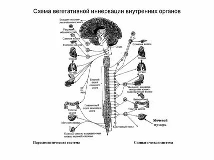 Нервные волокна иннервирующие внутренние органы