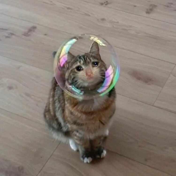 Кот пузырек. Кот и мыльные пузыри. котик с пузырем. котики мыльные пузыри. коты в мыльных пузырях.