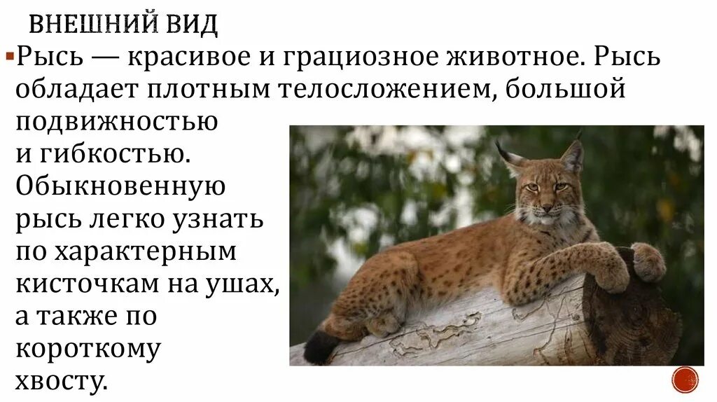 Содержание рыси. Рысь презентация. Интересные факты о рыси. Описать Рысь. Рысь картинка с описанием.