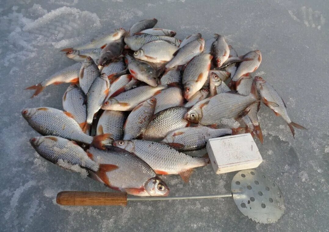 Зимняя рыбалка на водохранилище. Плотва. Зимняя рыбалка на плотву. Пруд зимой рыбалка. Можно ли сейчас рыбачить