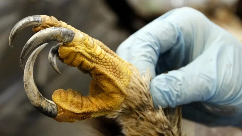 Когти орла птица. Когти хищных. Когти хищных. Лапы орла. Когти хищных.