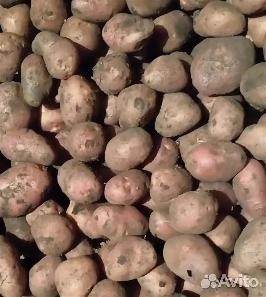 Картофель на корм куплю. Кормовая картошка. Кормовой картофель "великан" одна штука 1.2 кг. Фото.