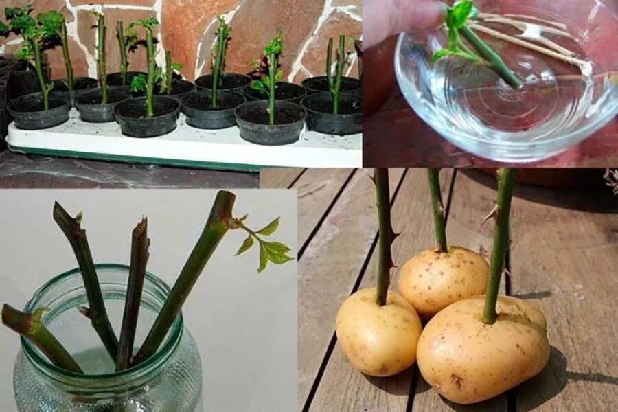 Как вырастить розу из черенка весной