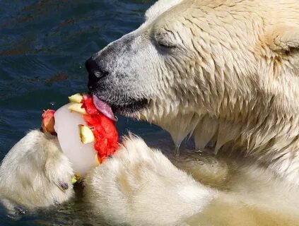 Bears eat fish