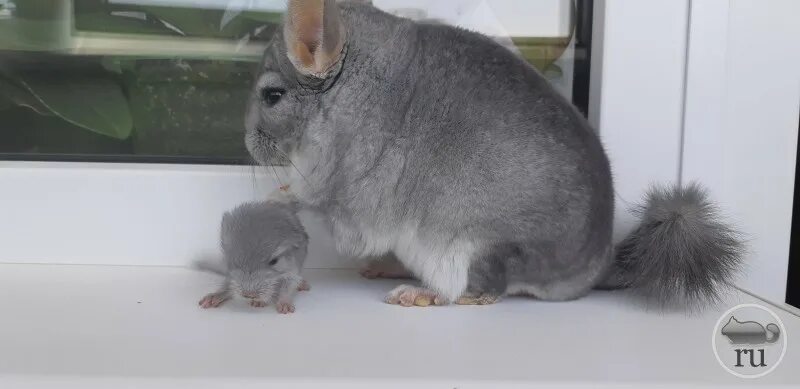белая шиншилла гобони. шиншилла ланигера. взрослая шиншилла. шиншилла. шиншилла взрослая размер.