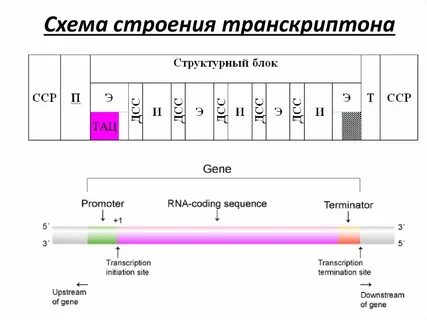 Транскриптон