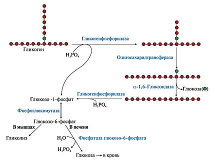 Мобилизация гликогена в печени
