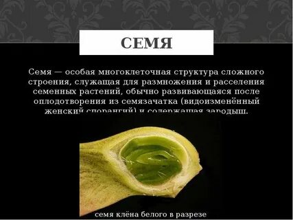 Зародыша семени растения является