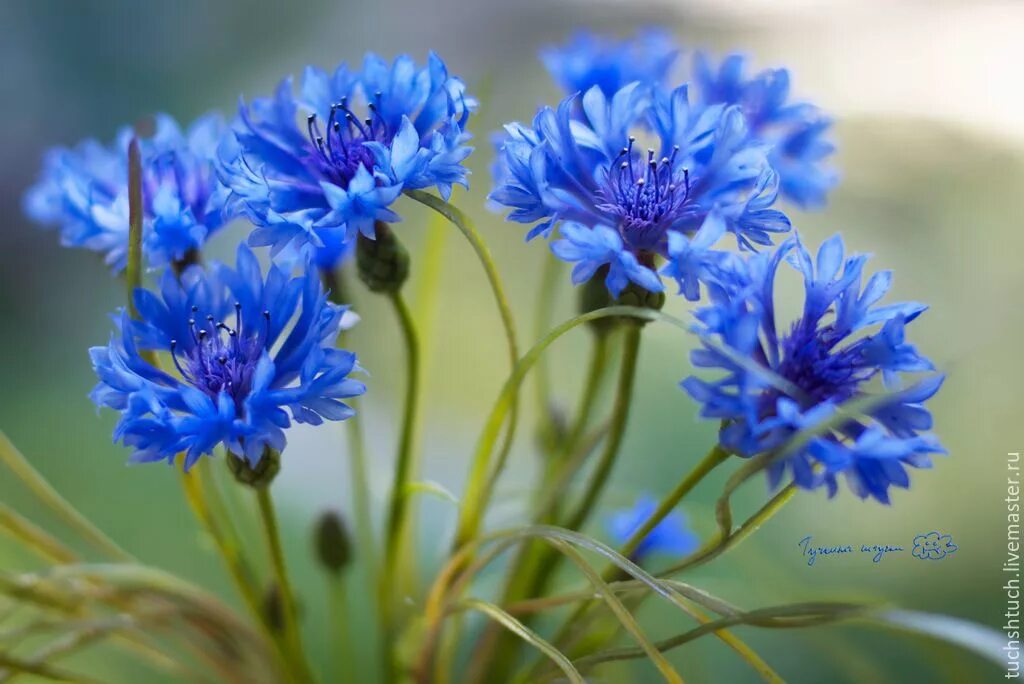 Василек цветы. Василёк синий цветки. Василек синий (Centaurea cyanus). Цвеиок Василёк Василёк.