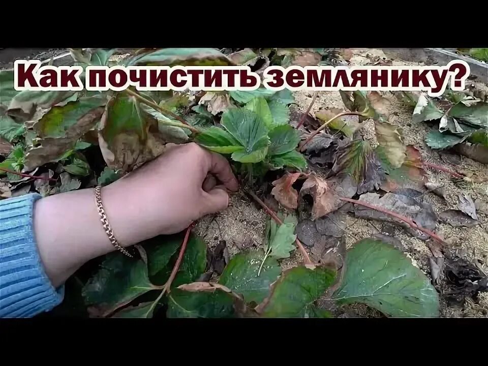 Как обработать садовую землянику. Как почистить землянику. как хорошо почистить клубнику. чистка клубники.
