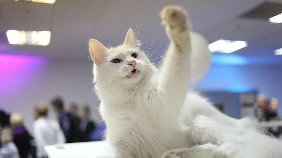 Выставка кошек 20 января. Выставка-пристройство кошек из приютов. Выставка кошек 20 января. Котик аллергик. Выставка кошек в архангельске 2023.