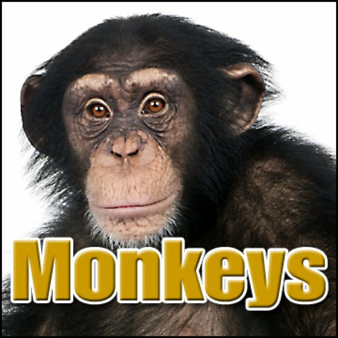 Monkey calling