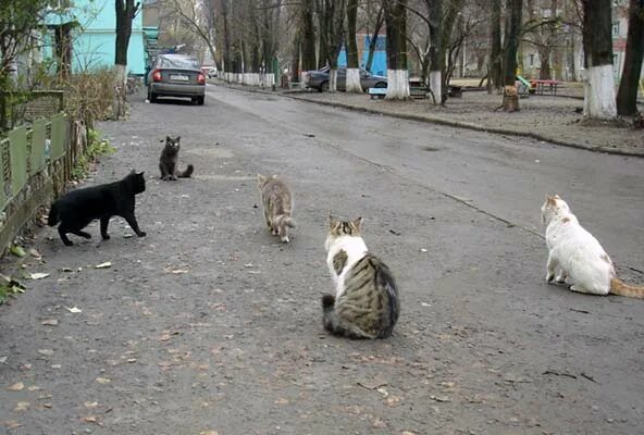 Кот гуляет месяц сколько гуляют коты. Кошачьи свадьбы весной на улице. 3 котика гуляют на улице. ростов на дону новое поселение гуляет с котом. кошка гуляющая по времени.