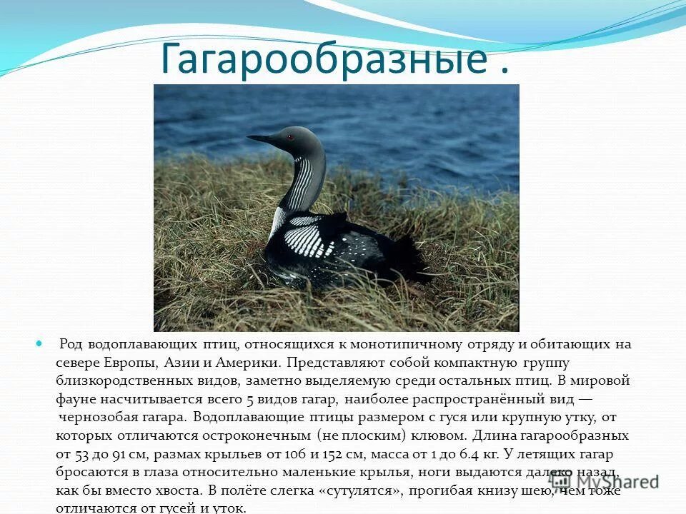 особенности строения водоплавающих птиц. водоплавающие птицы.