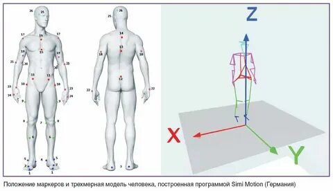 Периферия это в биологии