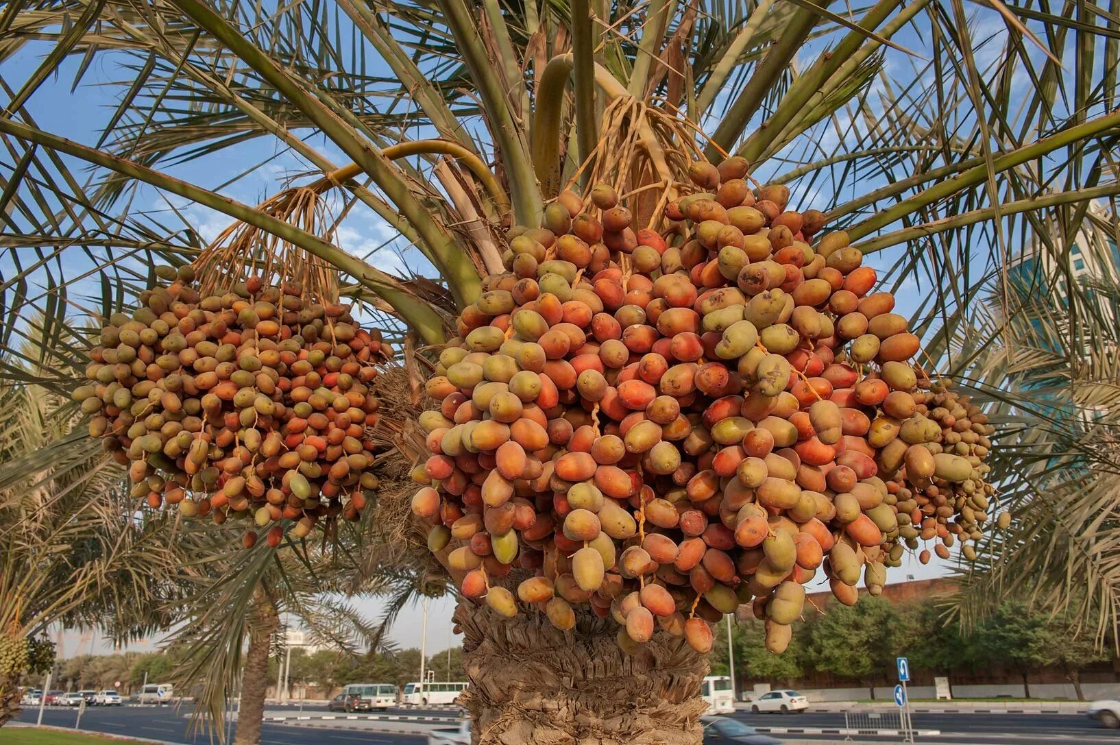 Финик. Сухофрукты на веточке. Неспелые финики. Финики финиковое дерево. Финик фрукт.
