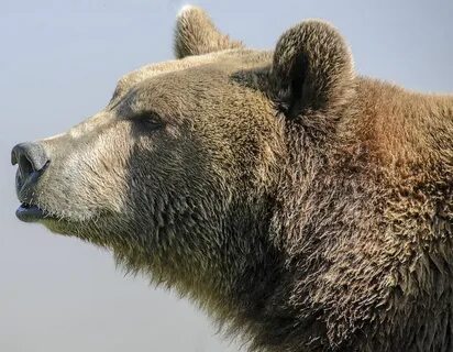 Bear