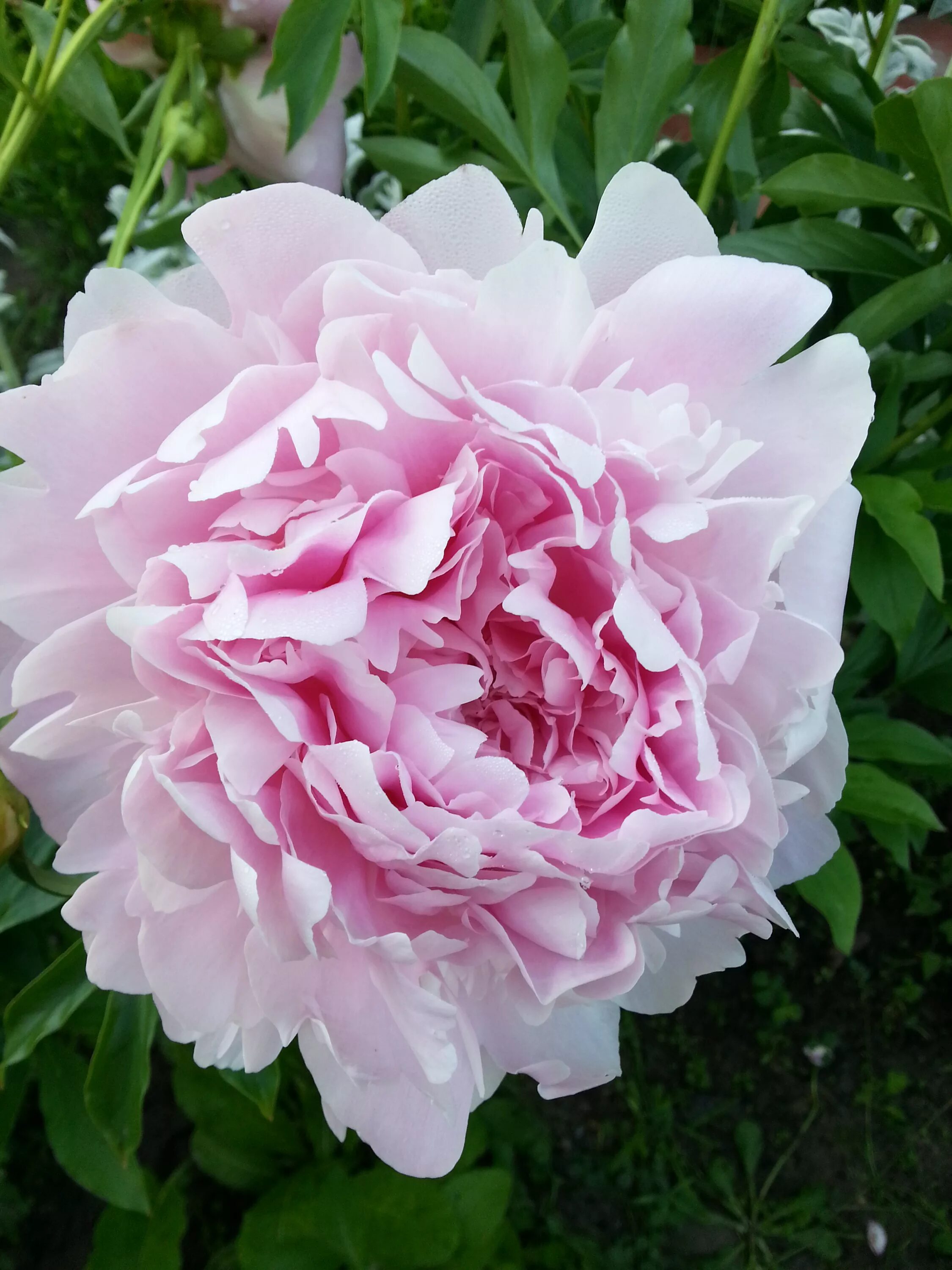 пион ангелика. названия сортов пионов. названия сортов пионов. пион бест мэн. пион розовидный.