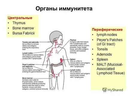 Детским иммунным органом называют