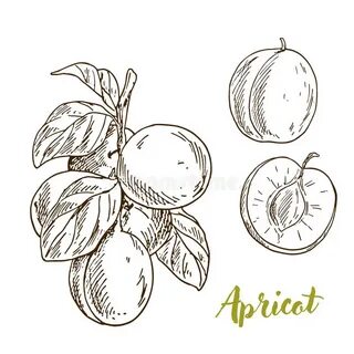 Абрикос графика