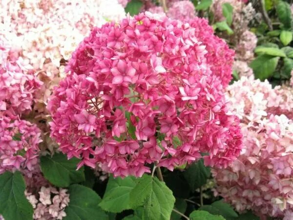 Гортензия древовидная "Bella Anna" купить, отзывы, фото, доставка - СПКубани Сов