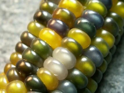 Glass corn