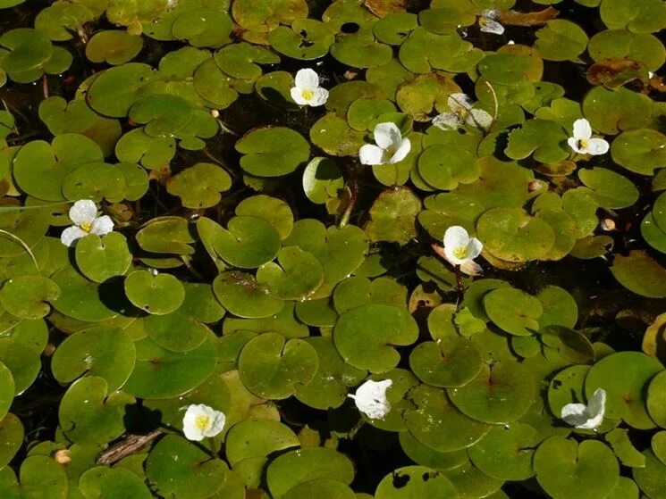 Водокрас обыкновенный. Водокрас Лягушачий (Hydrocharis morsus-Ranae). Ряска и водокрас. Водокрас обыкновенный (Hydrocharis morsus-Ranae).