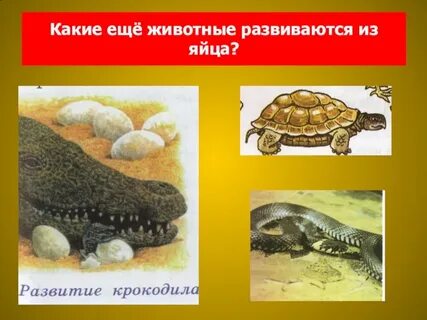Развитие крокодила