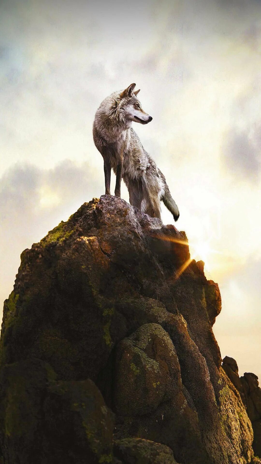 Волк на скале. Волк на скале. Волк со скалом. Волк со скалом. Красивый волк.