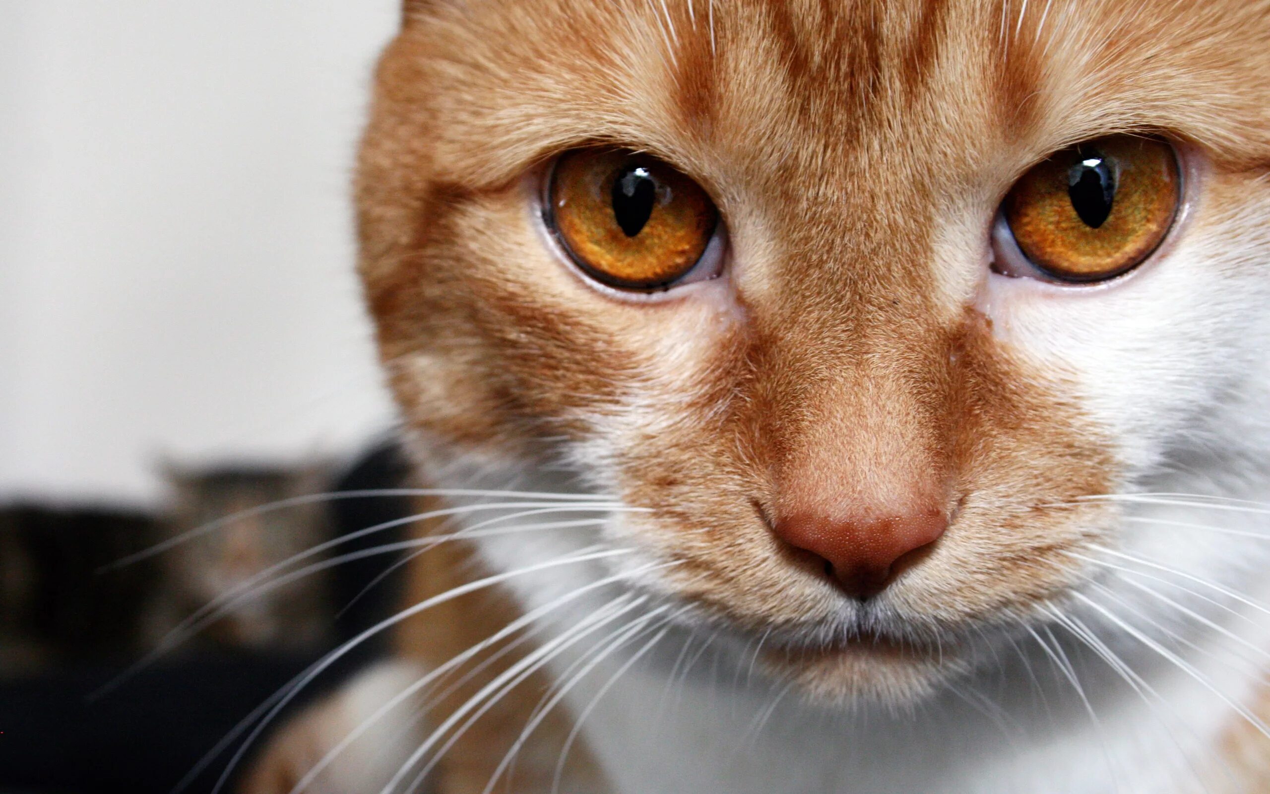 Cats me red. Кот с карими глазами. Глаза кошки. Морда кота. Кот с коричневыми глазами.