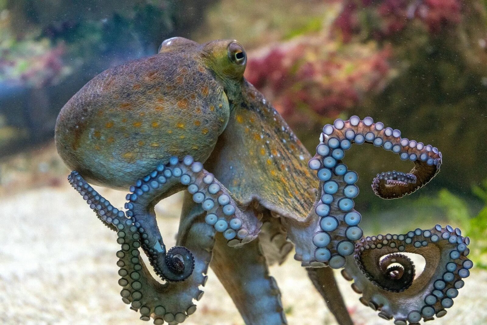 Что такое осьминог. Карликовый осьминог. Осьминог Пигмей Пигмей. Синекольчатый осьминог. Атлантический карликовый осьминог.